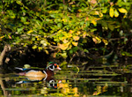 Wood Duck Reflected In Water